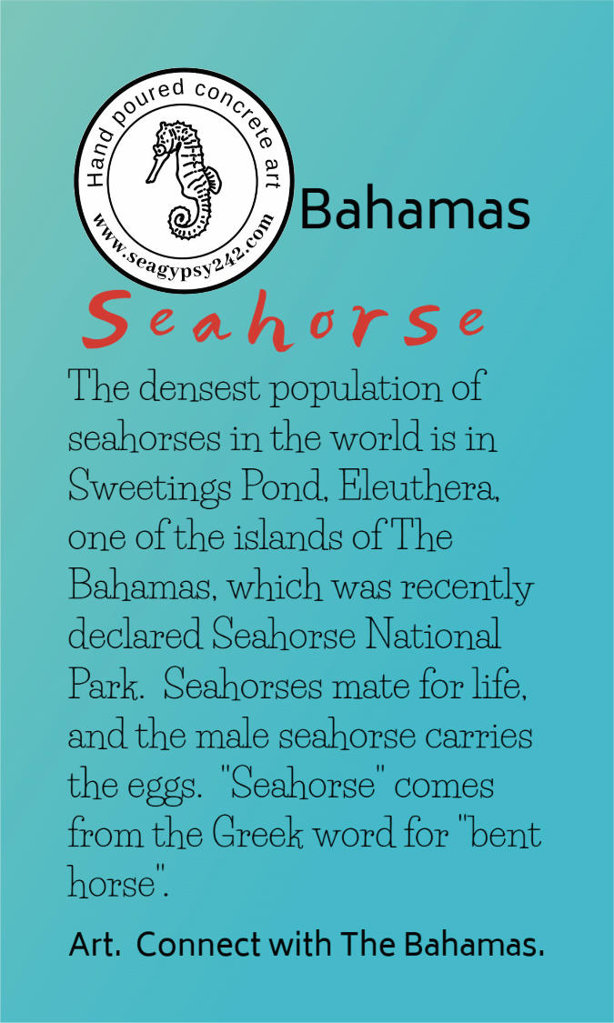 Bahamian seahorse story card